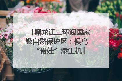 黑龙江三环泡国家级自然保护区：候鸟“带娃”添生机