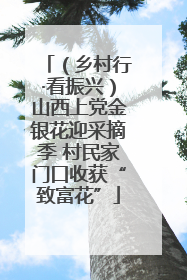 （乡村行·看振兴）山西上党金银花迎采摘季 村民家门口收获“致富花”