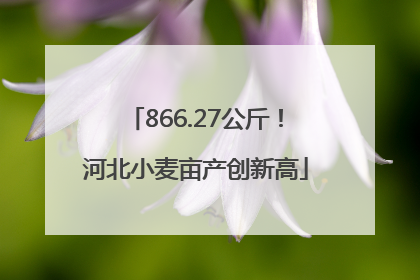 866.27公斤！河北小麦亩产创新高